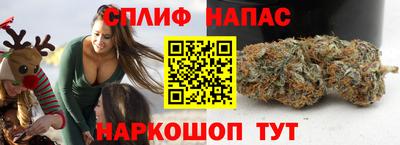 СК Бердск